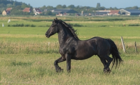 Friesland resultaatgericht inkopen